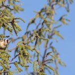 Chardonneret 2