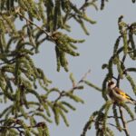 Chardonneret 3